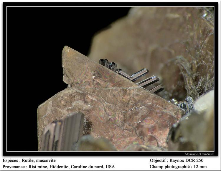 supermacro332.jpg