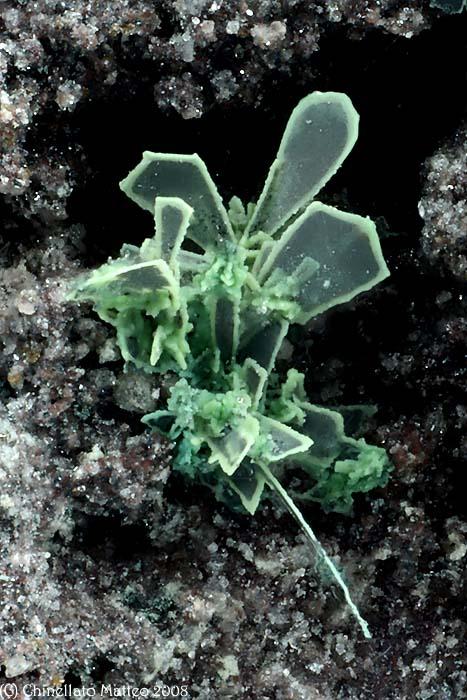 Tenorite-Paratacamite1bMini.jpg