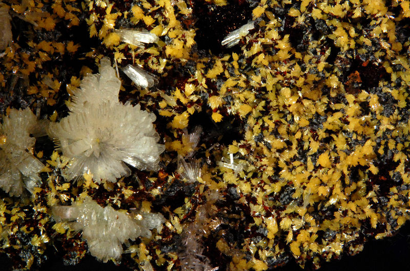 2897 Hemimorphite and Mimetite (Closeup)- Santa Eulalia DIstrict, Chihuahua, Mexico.jpg