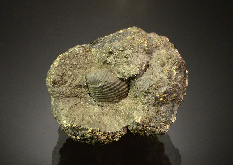3005 Pyrite nodule (Chonetes) - Spring Creek, Alden, Erie County, New York.jpg