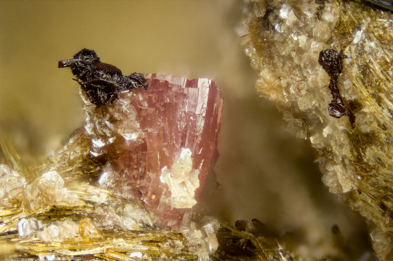 4019-petarasite.jpg