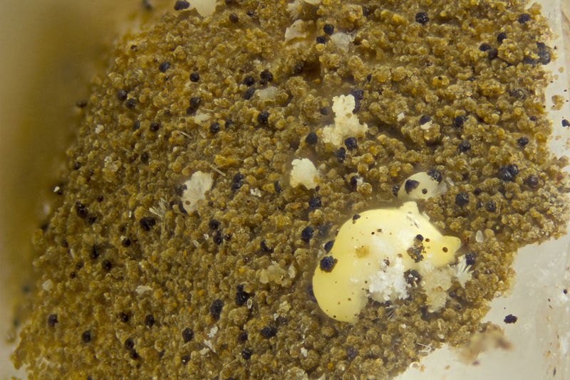 4645-kainosite-(Y).jpg