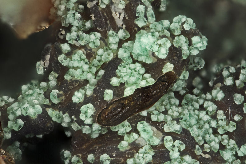 4690 adamite.jpg