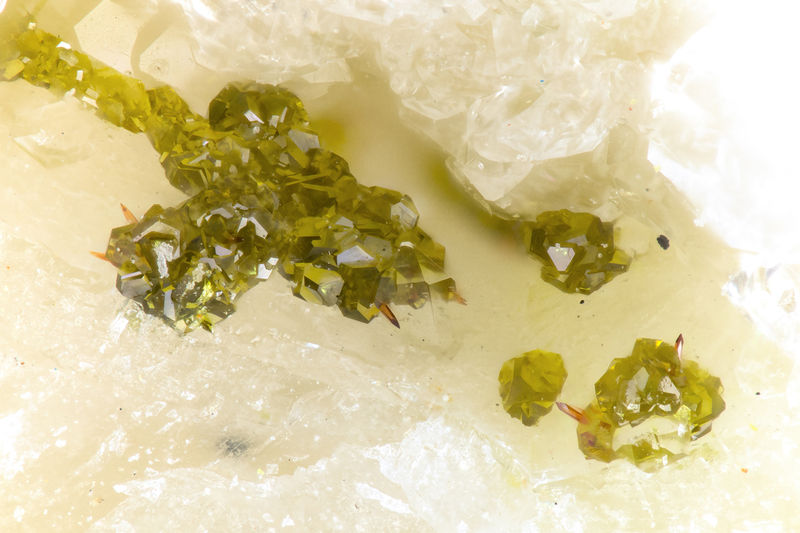 5589 segnitite.jpg