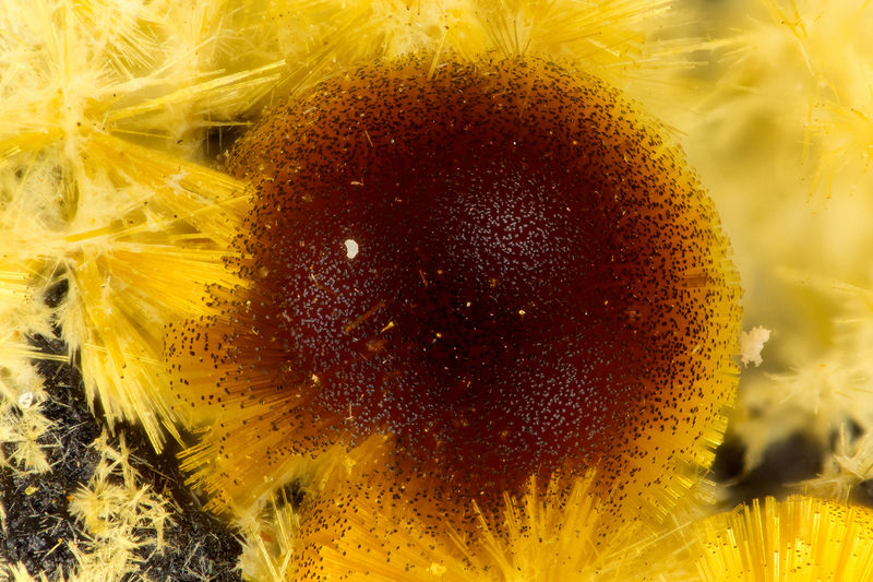 5608 cacoxenite.jpg