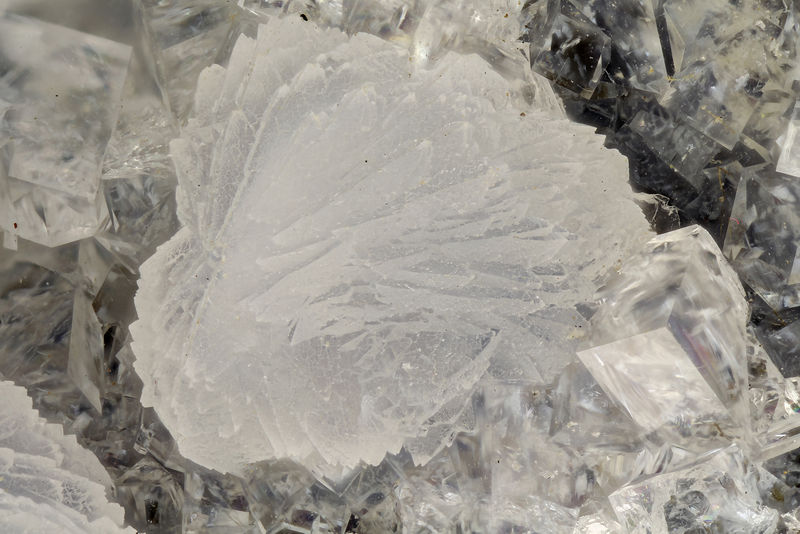 6216-gismondine.jpg