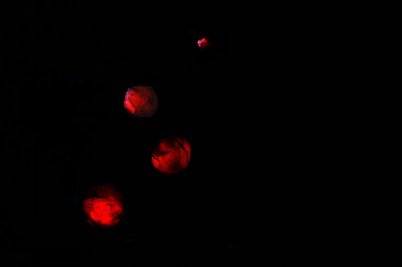 Almandine backlit.jpg