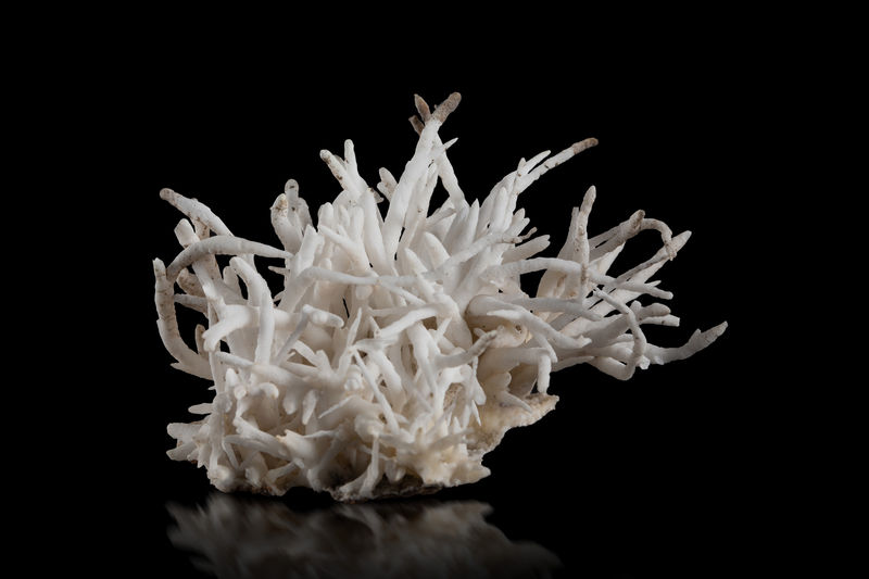 Aragonite (variety flos ferri)-MIM_Museum(1408).jpg