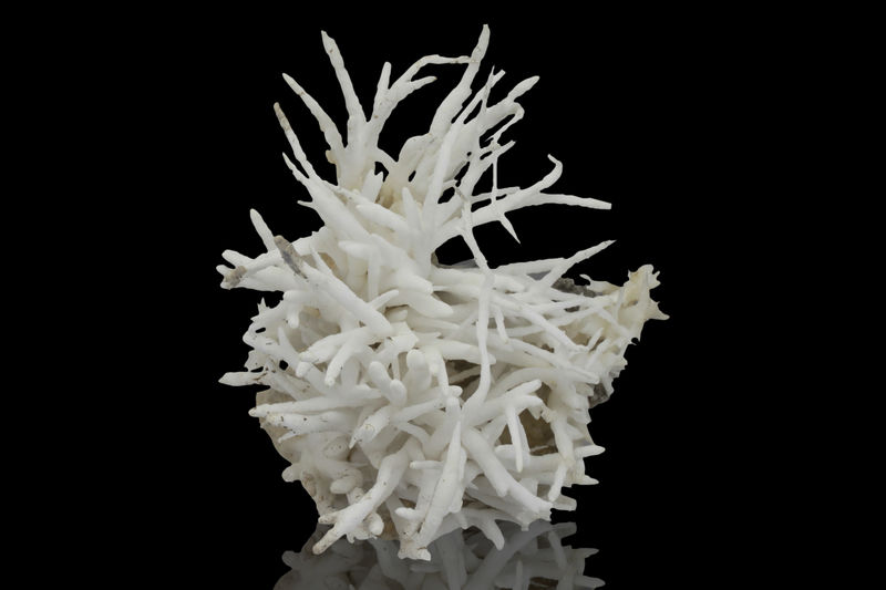 Aragonite (variety flos ferri)-MIM_Museum(1408-1).jpg