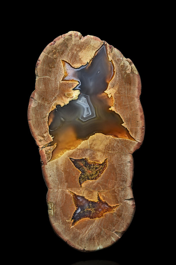 AusAgTall.jpg