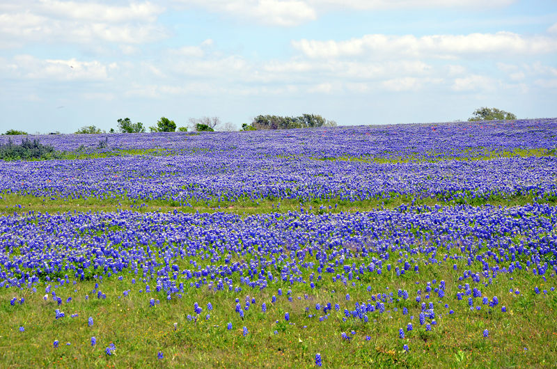 Bluebonnets.jpg