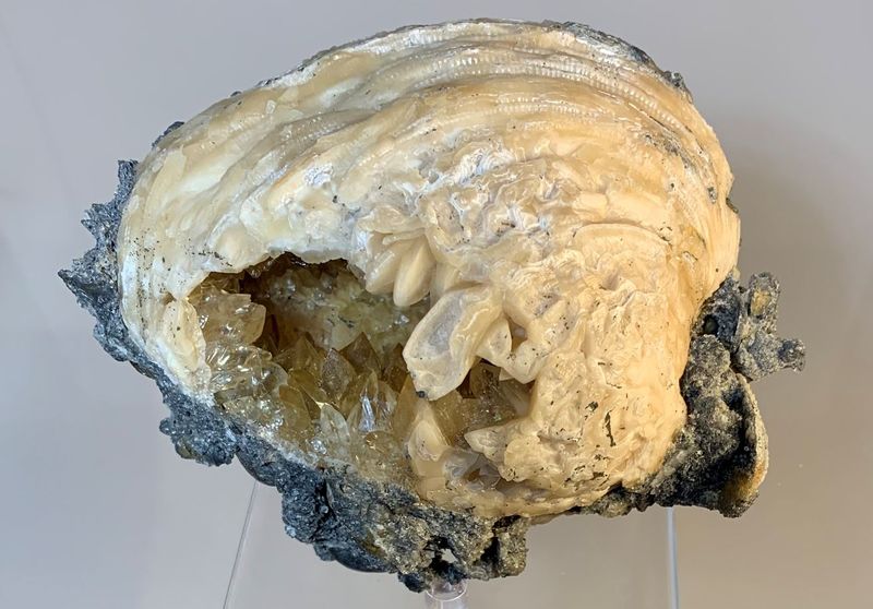 Calcite in Clam.JPG