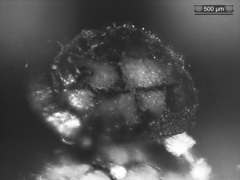 Cristobalite in LDG-1-bw.jpg