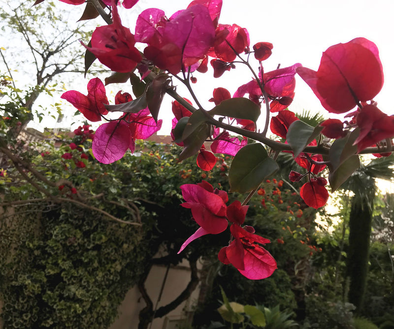 CV-19_Coronavirus - Bougainvillea.JPG