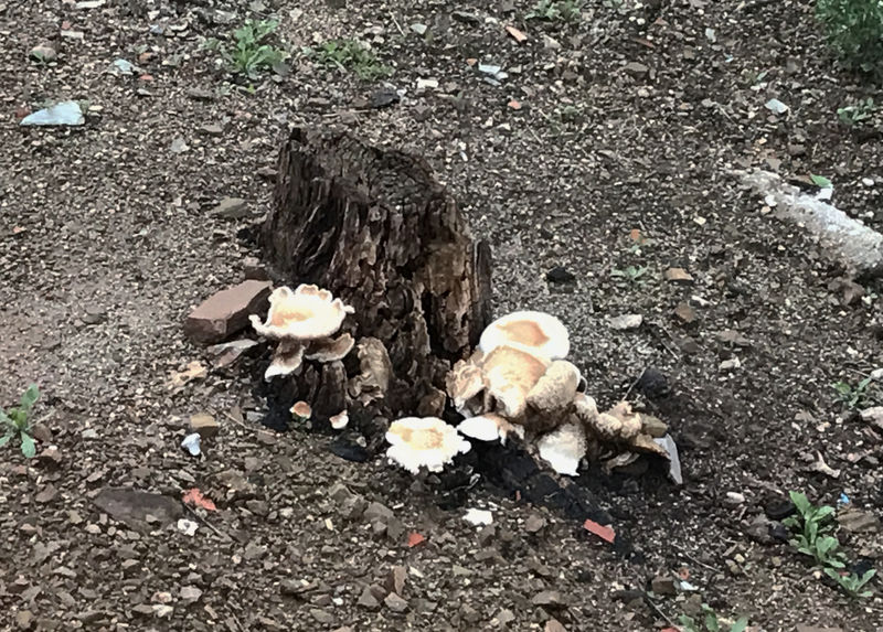 CV-19_Coronavirus - Mushrooms in Barcelona.jpg