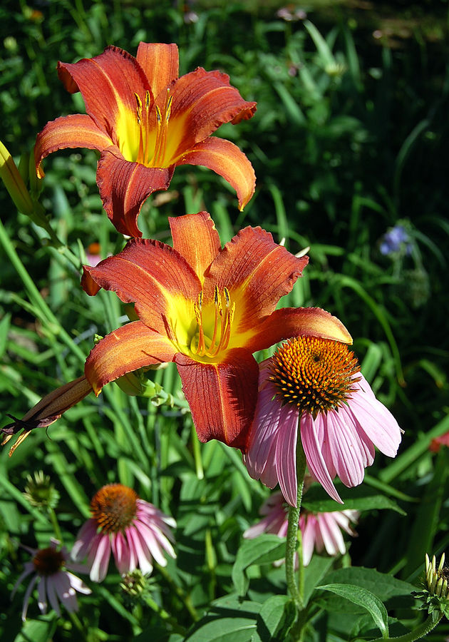 Daylilies and purple coneflowers.jpg