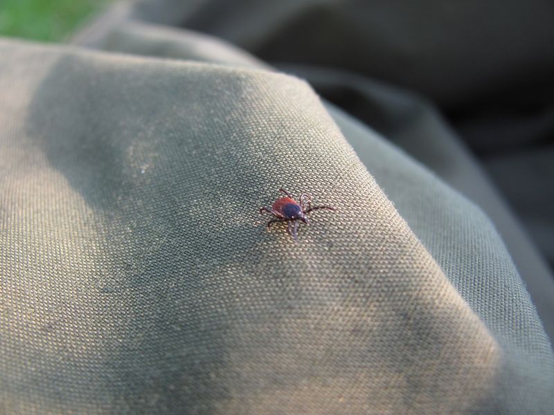 Deer Tick 4mm.jpg