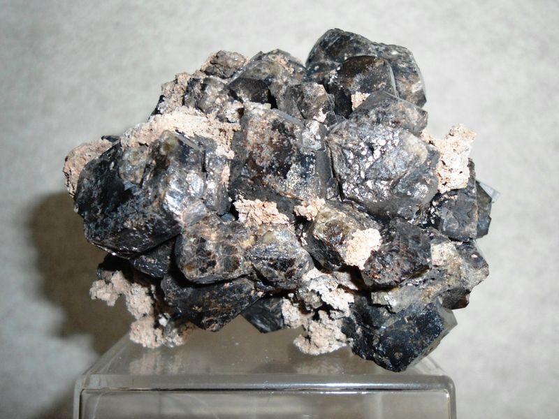 Grosularia-COA_2.JPG