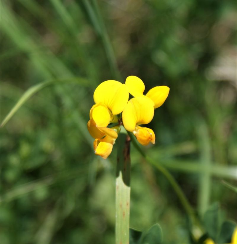 hippocrepis.JPG