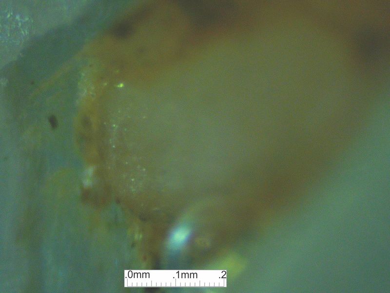 LDG_21_050_lightScale.jpg