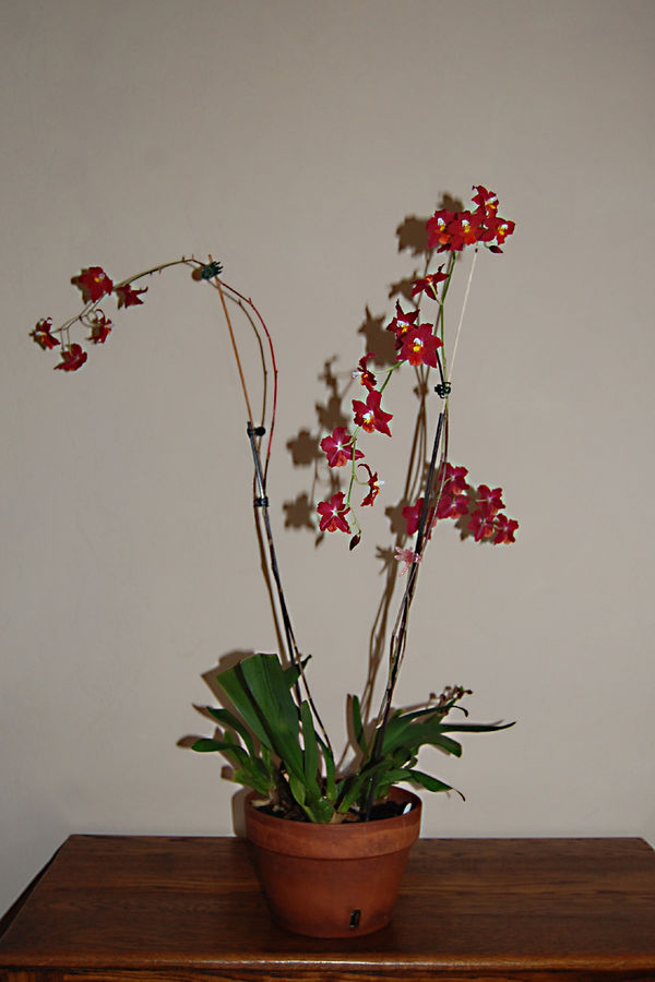 Oncidium 1-19-2020.jpg