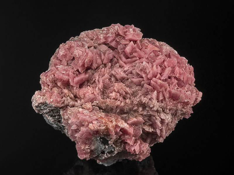 RhodoJpnOsar.jpg