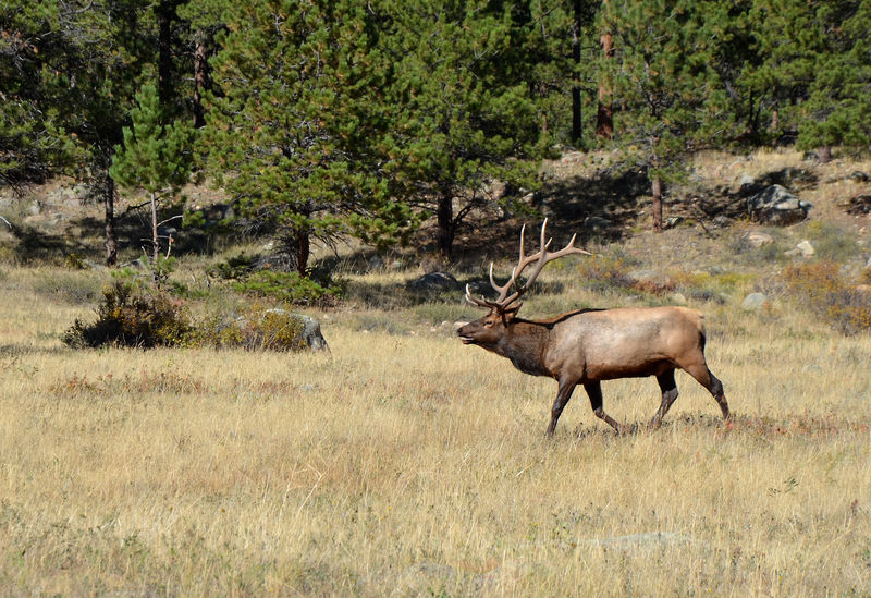 RMNP Bull.jpg