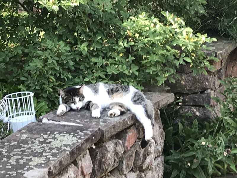 Sainte-Marie-aux-Mines - Relax.JPG