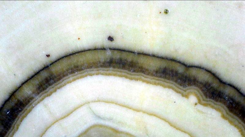 SCHALENBLENDE 2.jpg