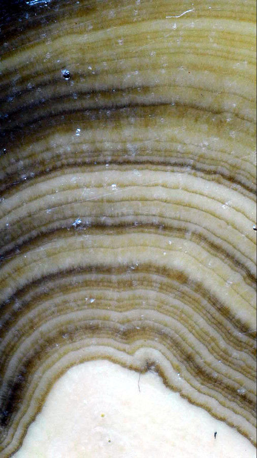 SCHALENBLENDE 3.jpg