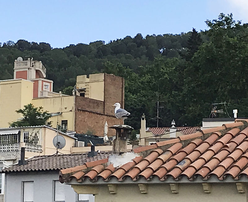 Seagull in Barcelona.jpg