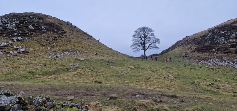 sycamore gap.jpg