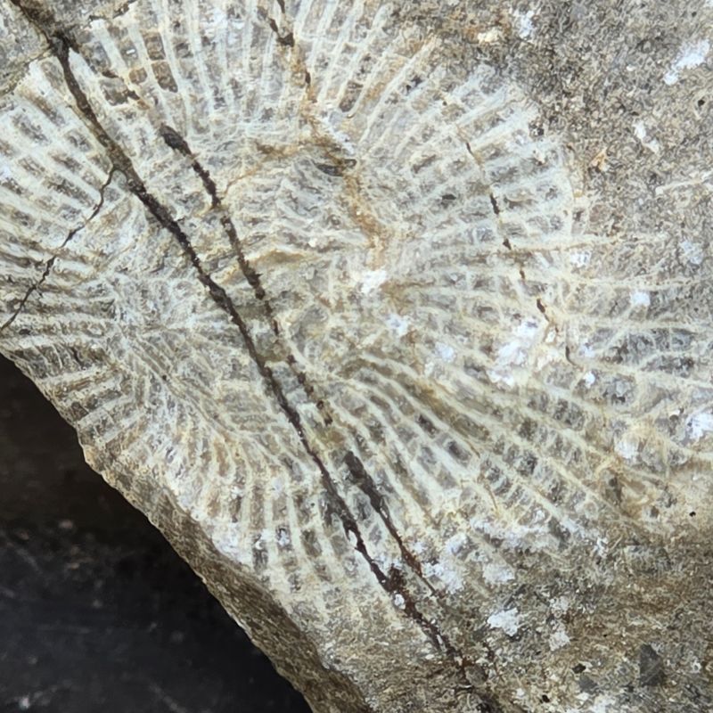 unknown Pike law mineral (poss coral fossil}1.jpg