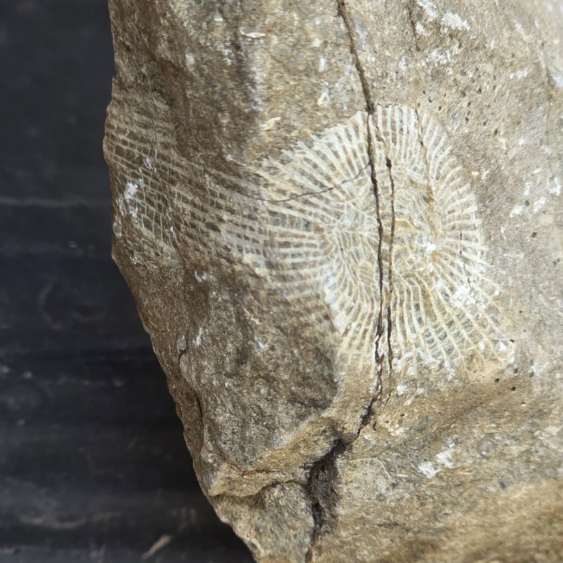 unknown Pike law mineral (poss coral fossil} 2.jpg