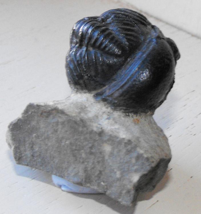 TRILOBITE 2.jpg