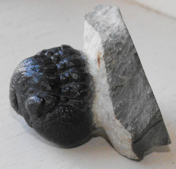TRILOBITE 3.jpg