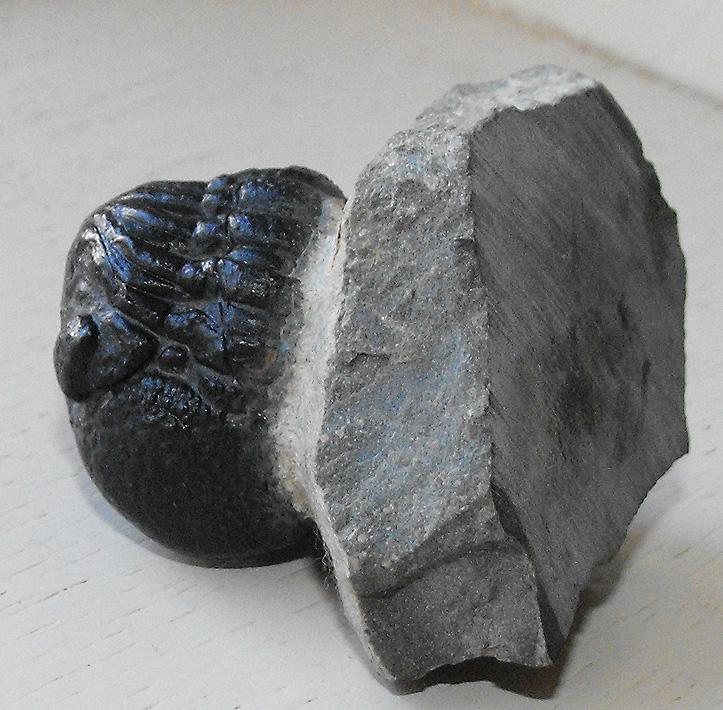 TRILOBITE 4.jpg
