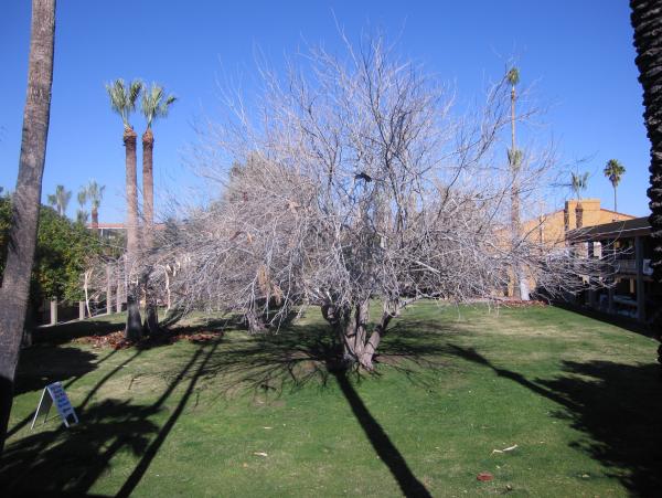 Tucson 2010 - Sunny day.jpg