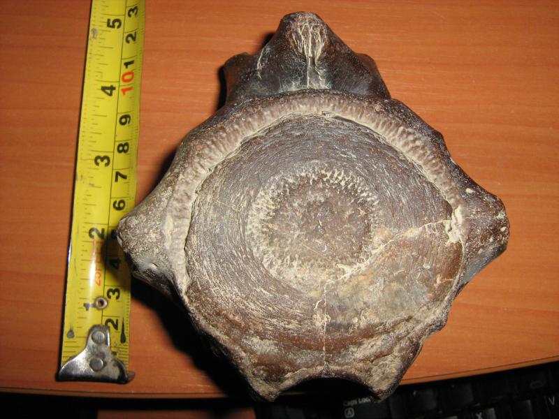 vertebra cetaceu 4_2.jpg