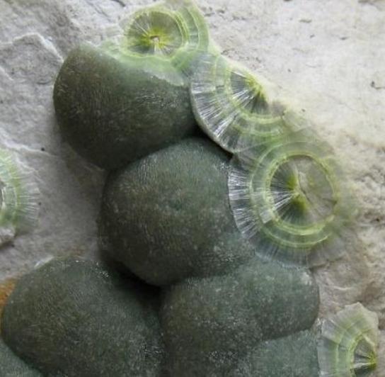 wavellite close up.JPG